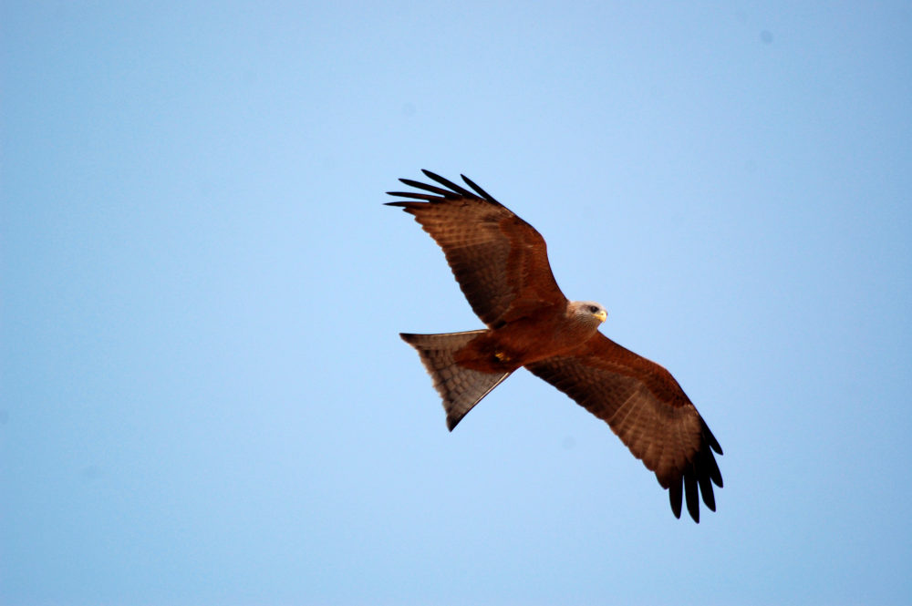 al Sud Africa:  altro Nibbio beccogiallo (Milvus aegyptius)